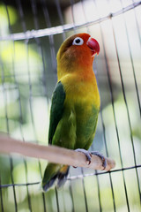 Lovebird sitting on the cage