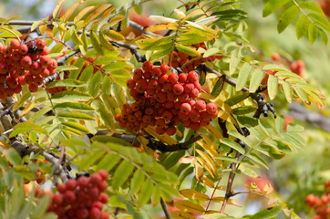 Couple of red berries of Rowanberry in summer