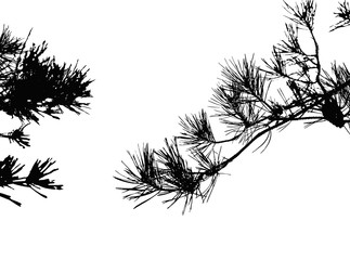 Realistic pine tree silhouette (Vector illustration).ai10