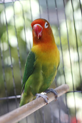 Lovebird sitting on the cage