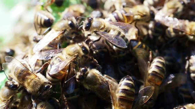 Bees swarm in garden