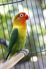 Lovebird sitting on the cage