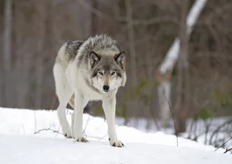 Poster Loup Un loup solitaire des bois ou loup gris Canis lupus marchant dans la neige d& 39 hiver au Canada