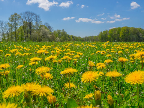 dandelions on a meadow