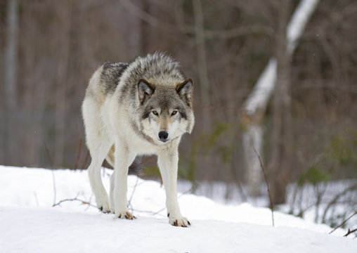 Fototapeta A lone Timber Wolf or Grey Wolf Canis lupus walking in the winter snow looking at the camera in Canada
