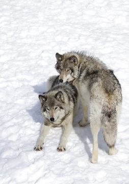 Fototapeta Timber wolves or Grey Wolf (Canis lupus) standing in the winter snow