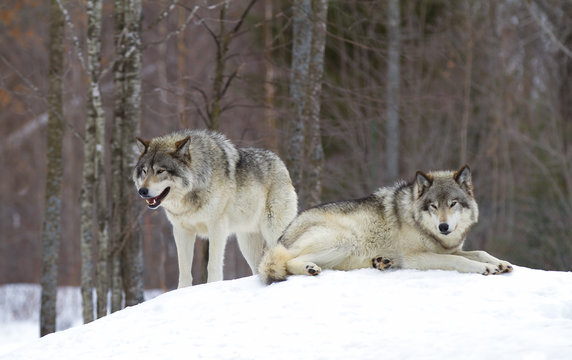 Timber wolves or Grey wolves (Canis lupus) standing in the winter snow in Canada