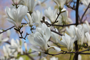 Spring garden with white magnolia close up