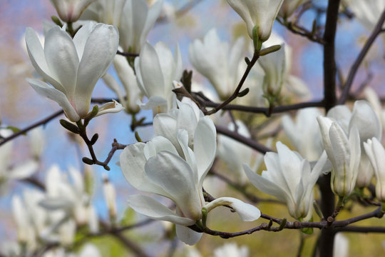 Fototapeta Spring garden with white magnolia close up