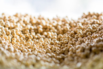 Obraz premium Chickpea 