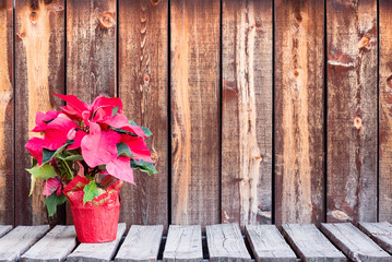 Poinsetta plant on wooden plank table.