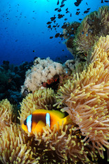 Fototapeta na wymiar Amphiprion bicinctus (Twoband anemonefish) in Red Sea
