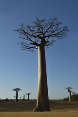 Fototapeta na wymiar Baobab alley Morondava Madagasca