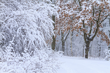 trees are covered with a large layer of snow