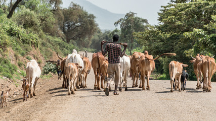 Cows and cattle in the Omo Valley of Ethiopia