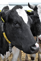 milk cow head animal agriculture village