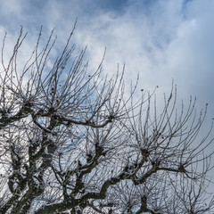 Fototapeta na wymiar Winter landscape. Tree branches in snowdrifts. 