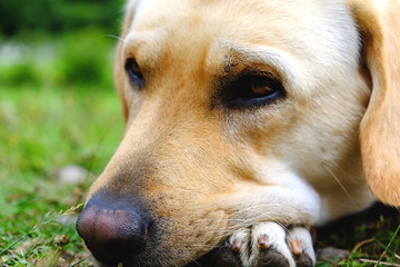 Primo piano dello sguardo di un labrador