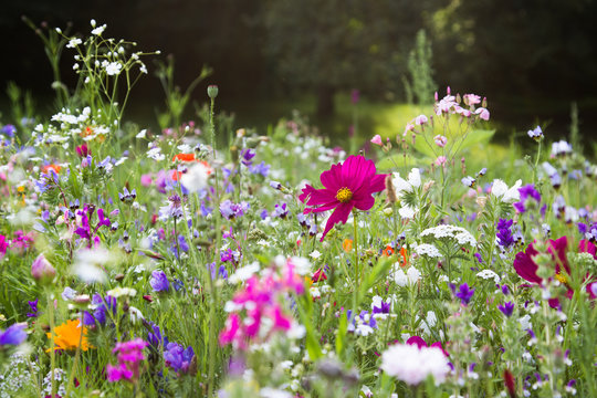 Wildblumenwiese
