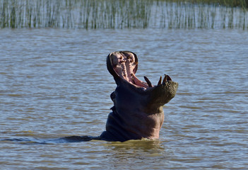 Hippopotamus with mouth wide open in Santa Lucia, Mtubatuba South Africa