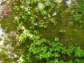 morning time and green creeper and young tree growing on a brick wall,pattern old moist wall with plant and lichen in sunshine
