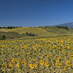 Fototapeta premium Landscape near Loreto Aprutino (Abruzzi) at summer