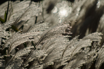 Dry reeds in autumn near the river, background picture