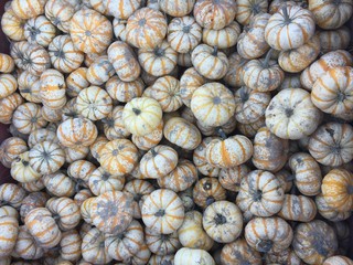 pumpkins