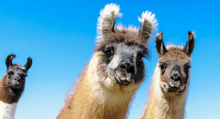 A llama family lives on a pasture in Deckenbach in Germany. © Copula