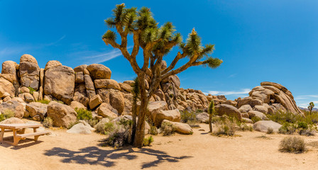Joshua-Tree-Nationalpark, Kalifornien, USA