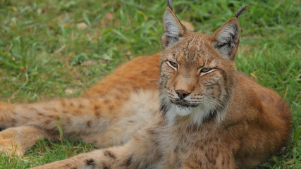 Lince Ibérico en el Paruqe de la Naturaleza de Cabárceno, Cantabria