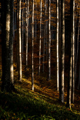 Sunlight in autumn forest