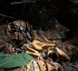 close up group of mushrooms in the woods
