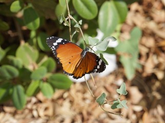 Monarch Butterfly sitting on the green leaves