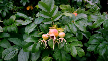 Owoce dzikiej róży - zdrowy przysmak oraz ten zapach © Konrad_elx