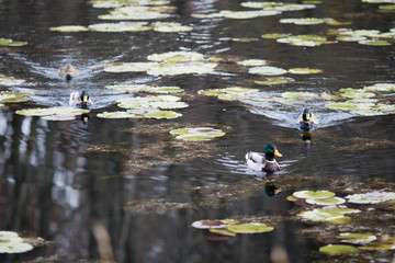 Bucks in a lake