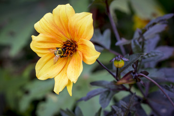 Flowers in a nice background