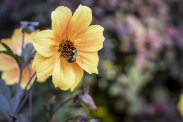 Flowers in a nice background