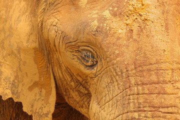 Elefante en el Parque de la Naturaleza de Cabárceno