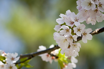 Flowers in a nice background
