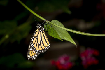 Butterfly in a garden