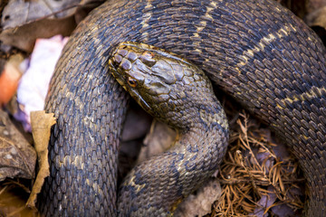 Snake resting