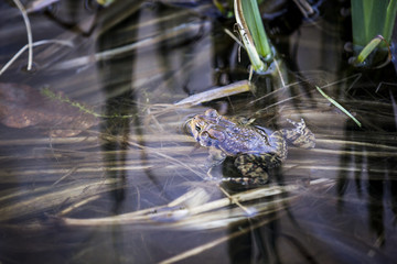 Frog in a pond
