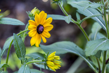 Flowers in a nice background