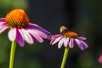 Flowers in a nice background