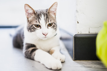 Jeune chat tigré et blanc