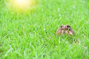 Close-Up View of Wild Toad on Green Grass