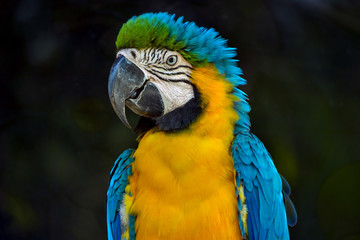 portrait of a colorful big Ara parrot in a Thai village