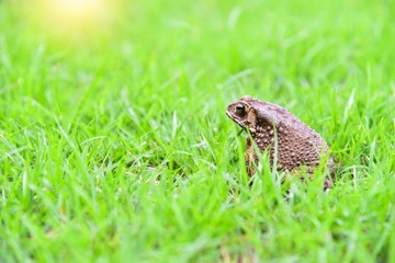 Wild Toad Isolated on Green Grass