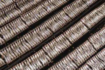 Sun dried fishes in Kâmpóng Khleang floating village, Tonle Sap lake, Cambodia.
